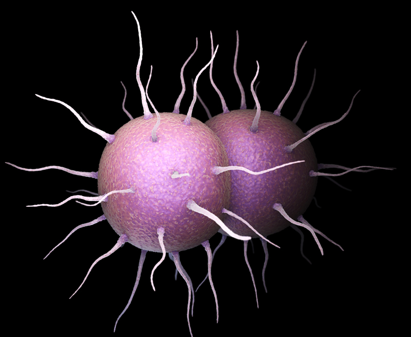 neisseria-gonorrhoeae